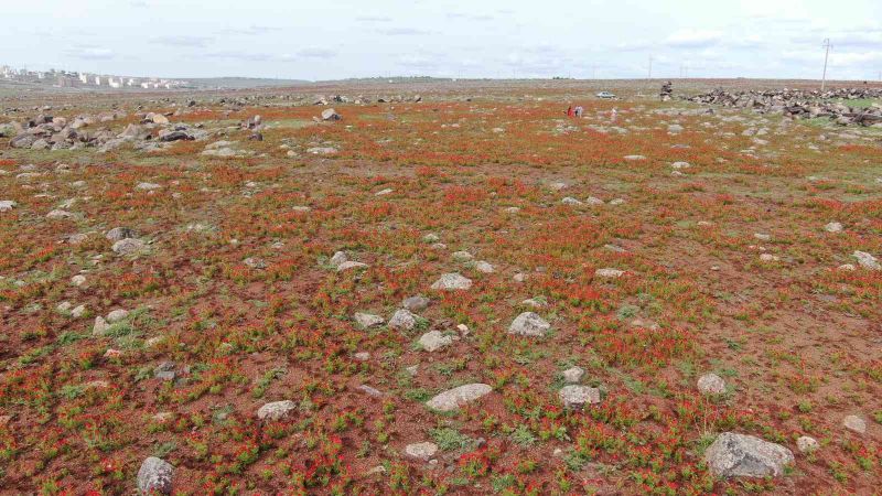 Siverek’te çiçek açan gelincikler vatandaşların ilgi odağı oldu
