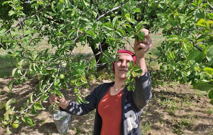 Manisa’da ‘Dumanlı Papaz Eriği’ hasadı başladı