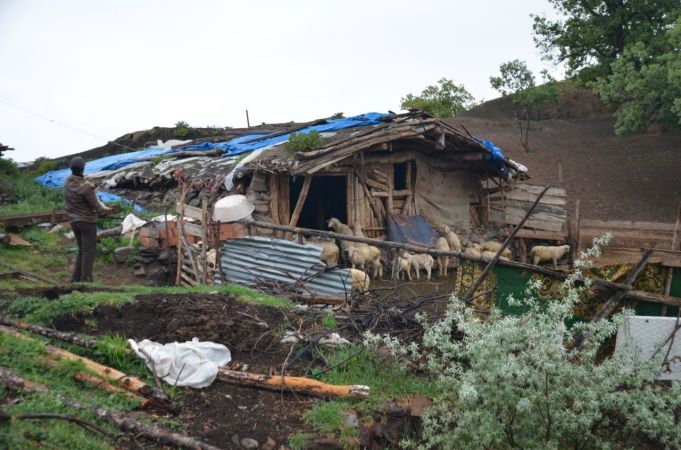 Çorum’da köye inen aç kurtlar 24 küçükbaş hayvanı telef etti