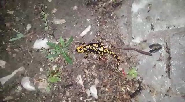 Tunceli’de benekli semender görüntülendi