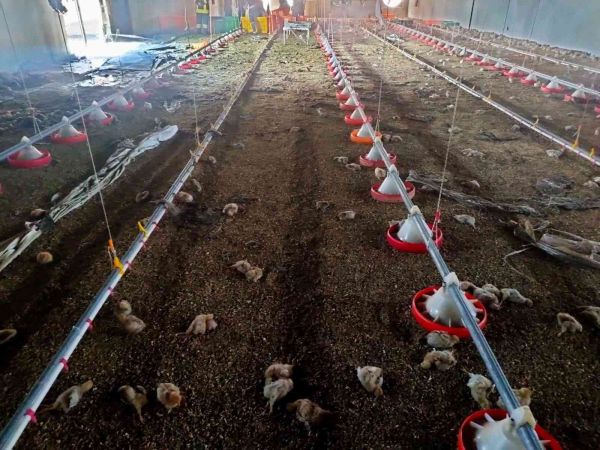 Tavuk çiftliğinde çıkan yangında 5 bin civciv telef oldu