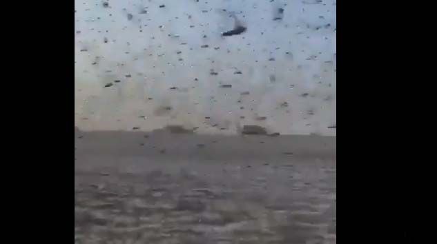 Milyarlarca çekirge  Türkiye sınırına mı geliyor?
