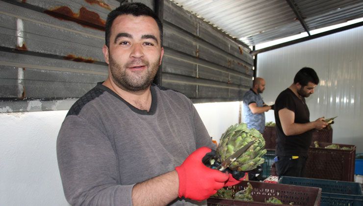 Ayda 30 bin, 3 ayda 100 bin TL para kazanıyorlar: ‘Yeşil elmas’ gelir kapısı oldu