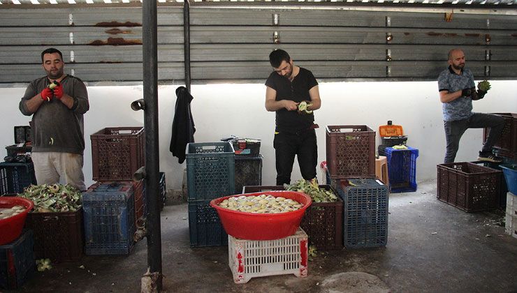 Ayda 30 bin, 3 ayda 100 bin TL para kazanıyorlar: ‘Yeşil elmas’ gelir kapısı oldu