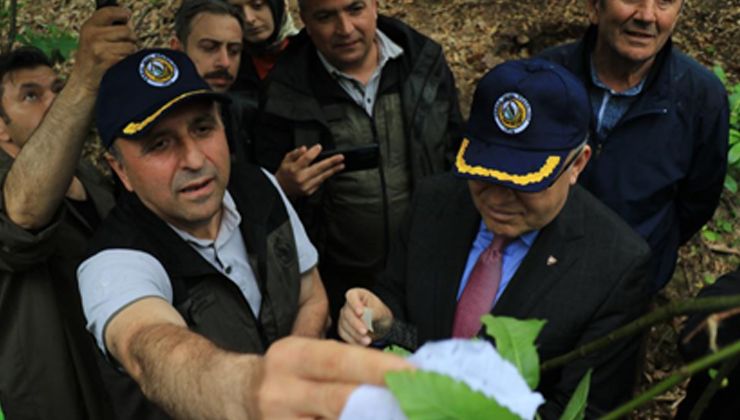 Gal arısı tehlikesine karşı binlerce terminatör böcek tabiata salındı