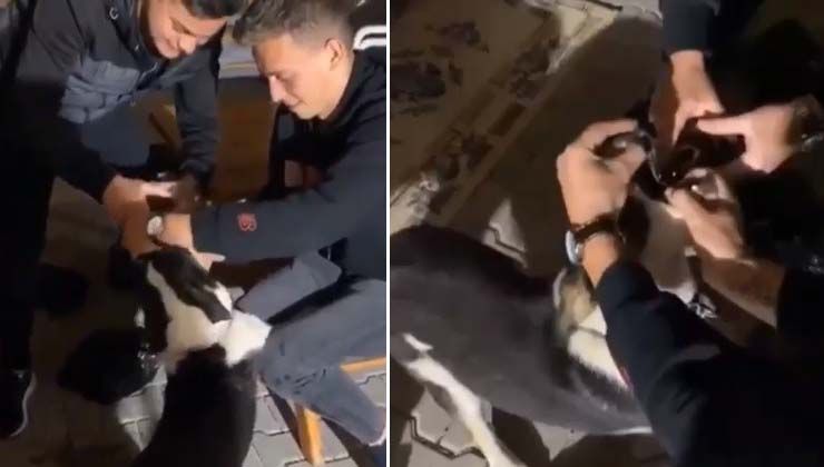 Köpeğe alkol içirip sosyal medyada paylaştılar