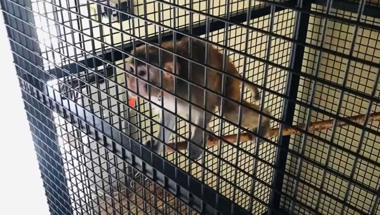 Maymun çiçeği (monkeypox) virüsü nedir, belirtileri neler? Maymun çiçeği virüsü Türkiye’de var mı?