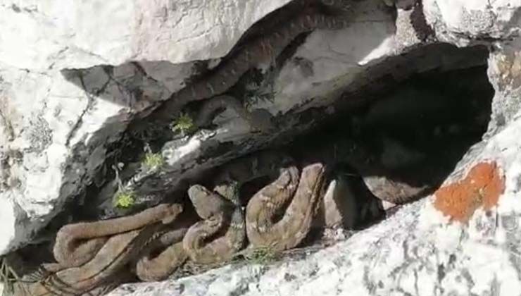 Kahramanmaraş’ta engerek yılanı sürü halinde görüntülendi