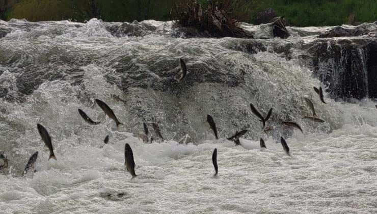 Uçan balıklar görenleri mest etti