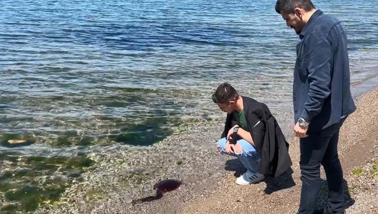 ‘Pusula denizanaları’ İzmit Körfezi’ni de bastı