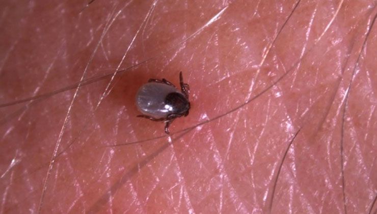 Uzmanından korkutan kene uyarısı: Biraz sıkıntılı ve hızlı seyrediyor