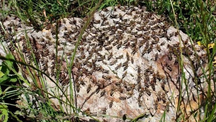 Çiftçinin korkulu rüyası oldu! ‘İlk defa böyle yoğun çekirgeyle karşılaştık’