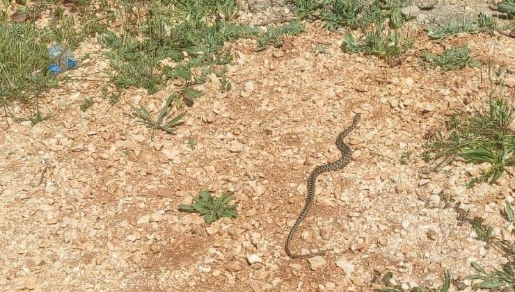 Çamaşır makinesi içinden yılan çıktı: Belediyeden uyarı geldi