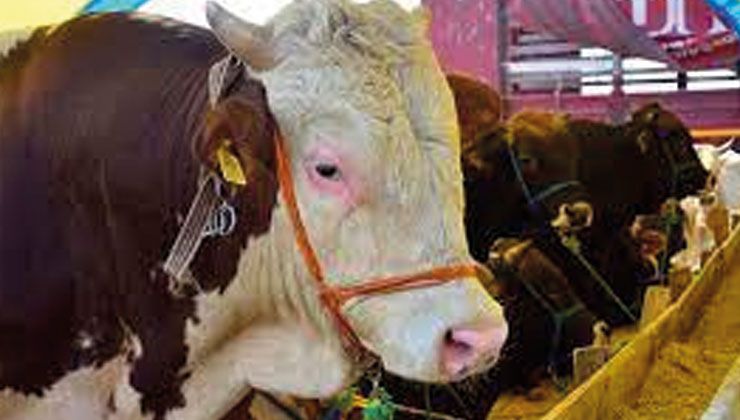 Küçükbaş 2 bin TL’den, büyükbaş 30 bin TL’den başlıyor! İşte il il Kurbanlık fiyatları