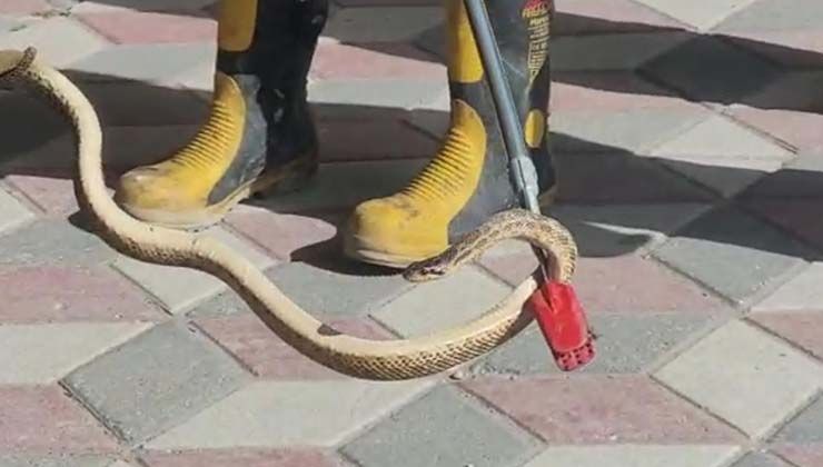 Yılanlar şehir merkezine indi, otomobil içinde bulundular