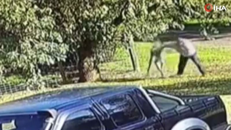 ilginç olay: Saldırısına uğradığı kanguruyla yumruk yumruğa kavga etti