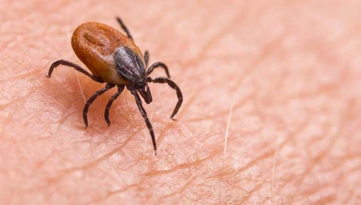 Kene kabusu yeniden başladı: 2 kişi daha hayatını kaybetti