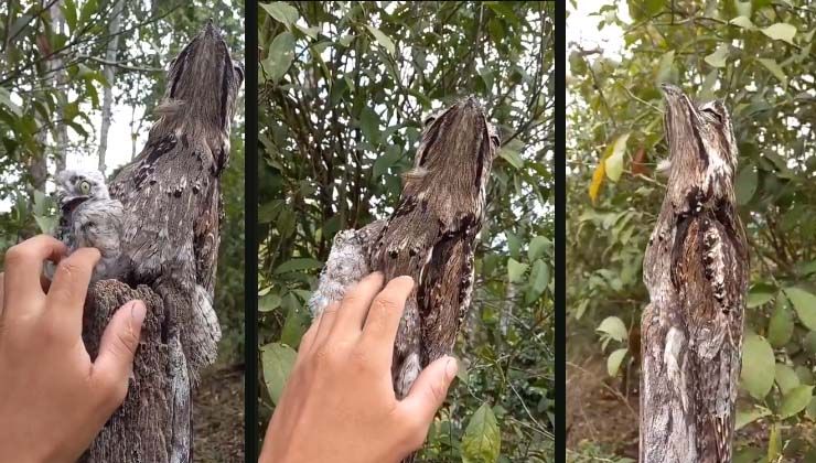 Mükemmel kamufle ustası: Hayalet kuş