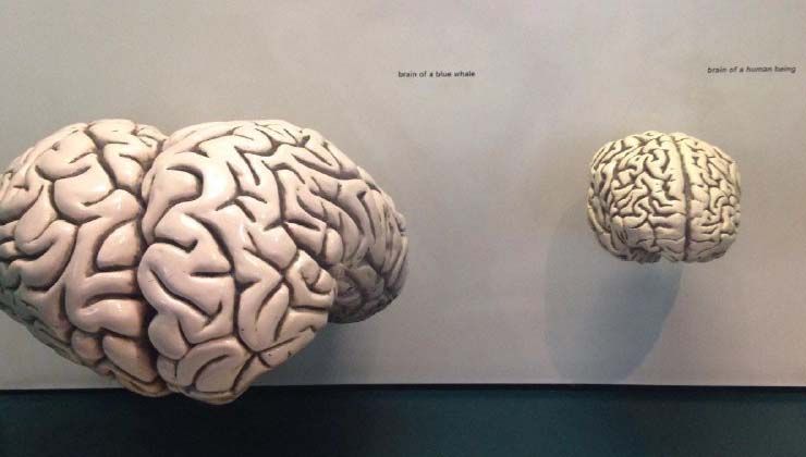 İnsan beyni kaç kilo balina beyni kaç kilo?