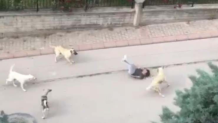 Ankara’da 6 başıboş köpek çocuğa saldırdı