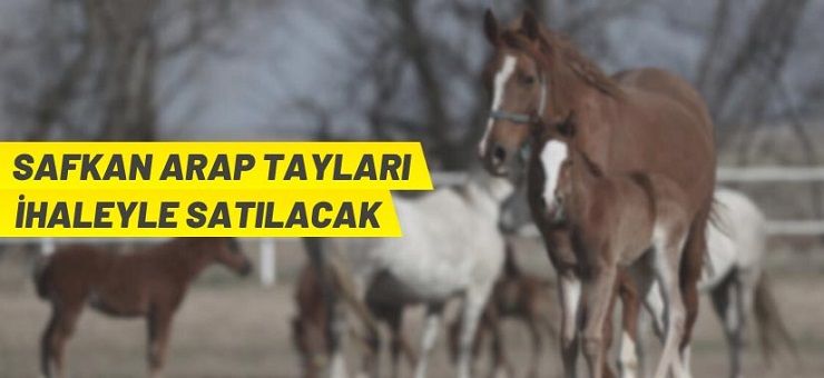 TİGEM’den Arap Tayı satış ihalesi
