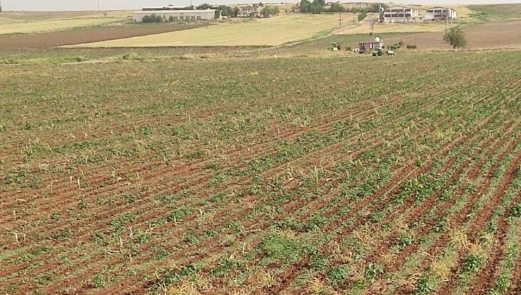 Üzerine yıldırım düşen Abdulsamed Dağ hayatını kaybetti