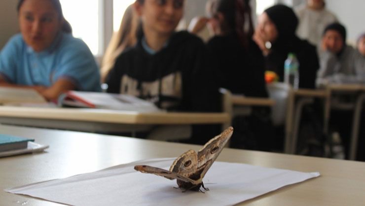 Sultanbeyli’de okulda görülen 17 santimlik dev kelebek görenleri şaşırttı