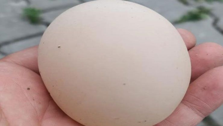 Görülmemiş olay! Yumurtanın içinden yumurta çıktı