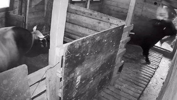 Artvin’de kızgın boğa sahibini hastanelik etti