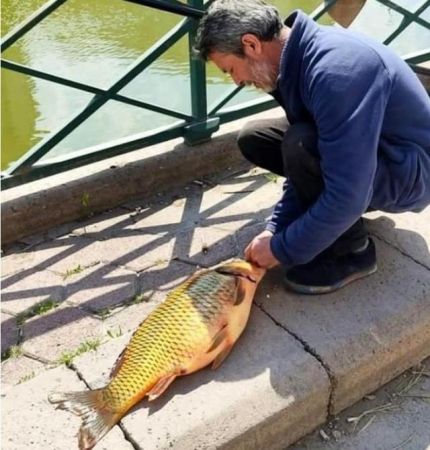 Amatör balıkçının oltasına takıldı! Dev balığı görenler gözlerine inanamadı Amatör balıkçının oltasına takıldı! Dev balığı görenler gözlerine inanamadı