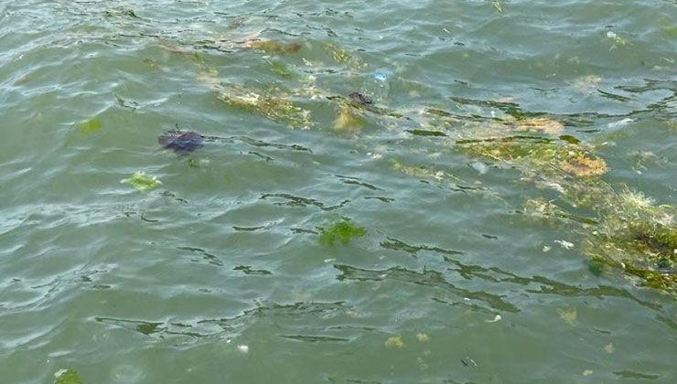 Korkutan görüntü: Zehirli denizanaları Gemlik kıyılarında görüldü