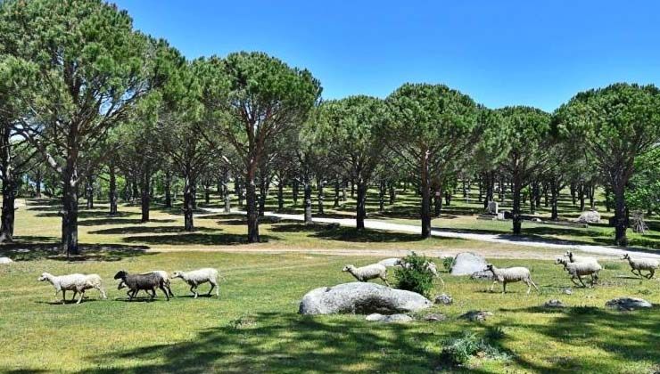 Kestiği ağacın altında kalan Muzaffer Şimşek hayatını kaybetti