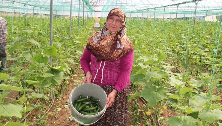 Salatalık tarlada 2, pazarda 5, marketlerde 7 ila 10 lira…