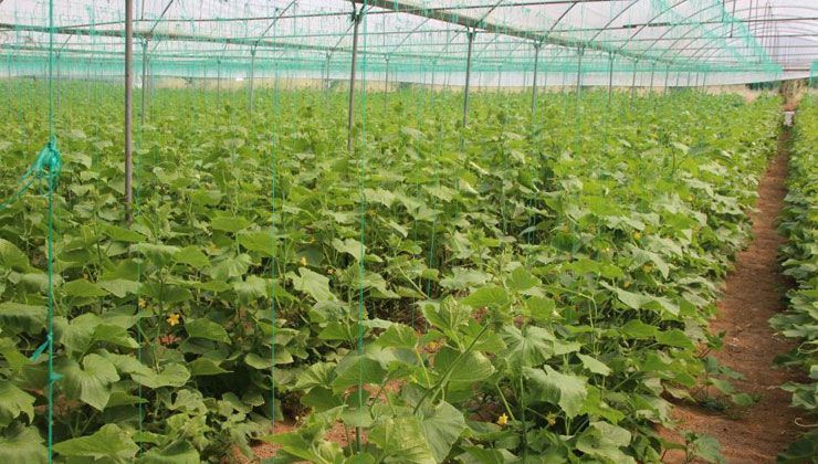 Salatalık tarlada 2, pazarda 5, marketlerde 7 ila 10 lira…