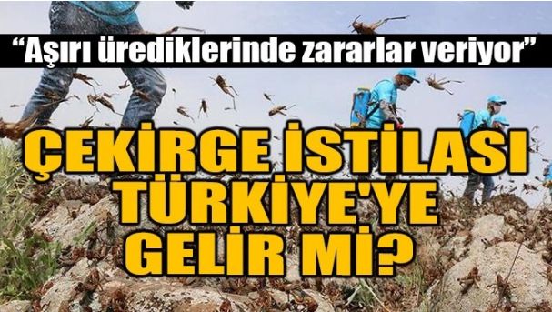 ÇEKİRGE İSTİLASI TÜRKİYE’YE GELİR Mİ?