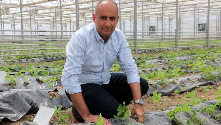 Yetişmez denen Sivas’ta 4 mevsim çilek yetiştirmeyi başardılar