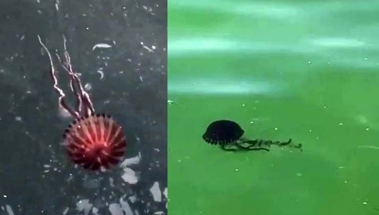 Marmara Denizinde zehirli ‘Pusula Deniz Anası’ tedirginliği