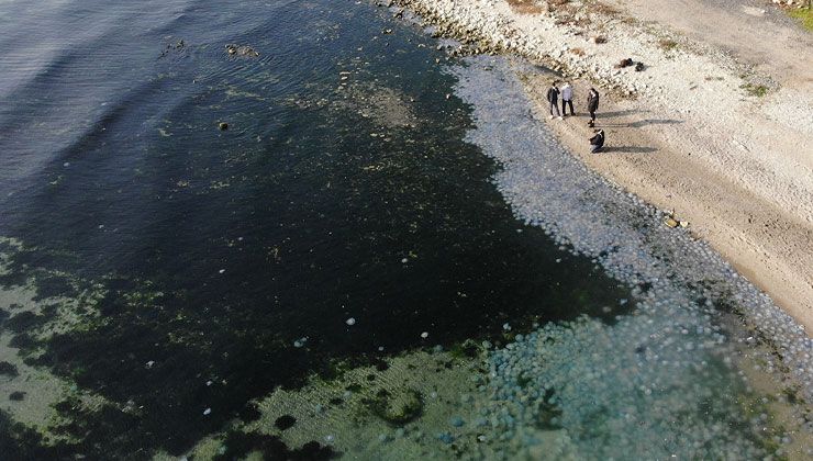 Marmara Denizi’nde yeni tehlike: ‘Alerjisi olanlar etkilenebilir’