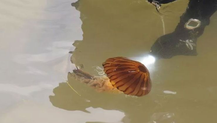 Yalova sahilinde zehirli pusula denizanası görüldü