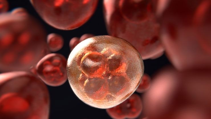 Brezilya’da ilk maymun çiçeği vakası