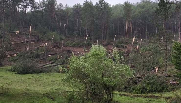 Kütahya’da 1.5 dakika süren hortum paniği: 80’e yakın ağaç devrildi