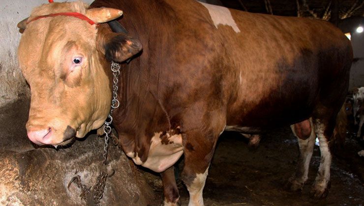 80 bin liradan sahibini bekliyor! 1,3 tonluk kurbanlık boğa…