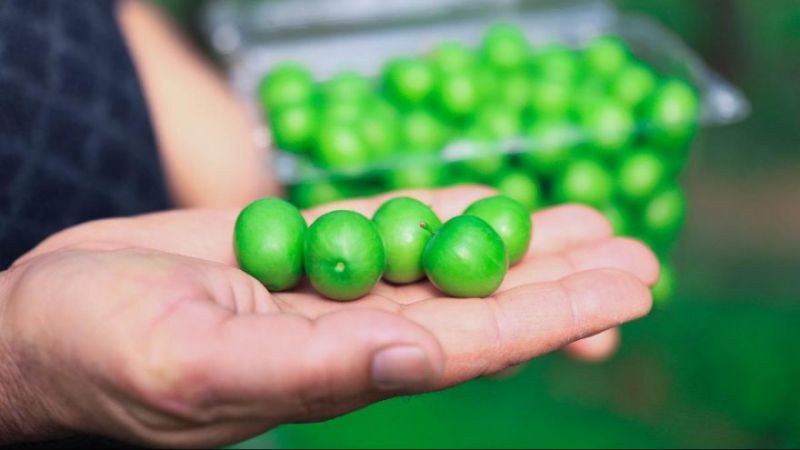 Dubai’ye kilosu 500 liradan yeşil erik