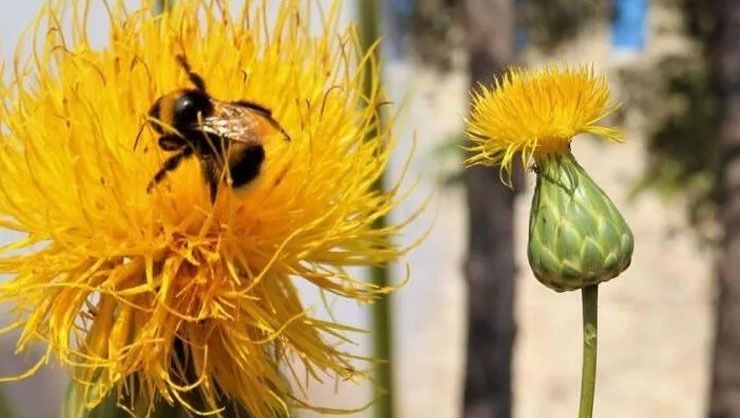 Bu çiçeği koparan yandı! Cezası 109 bin TL