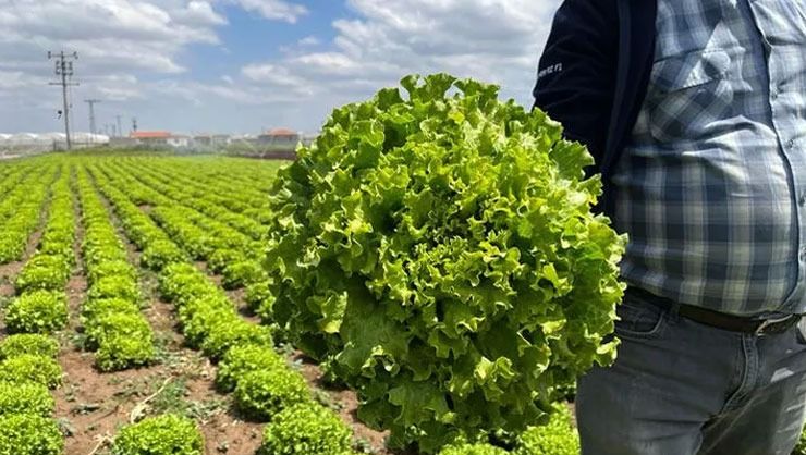 Tarladan 1,5 liraya çıkan marul markette 7-8 lira