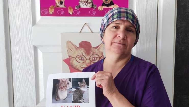 12 gün önce kayboldu, günlerdir kedisini arıyor