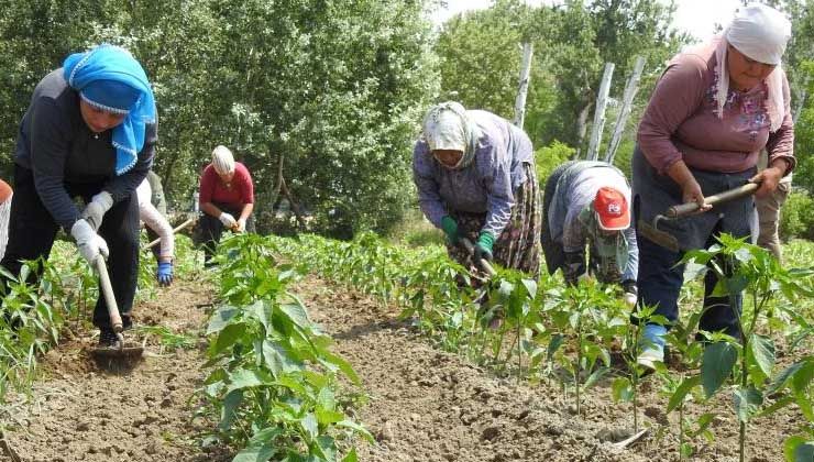 Yağışlar çiftçiye umut oldu