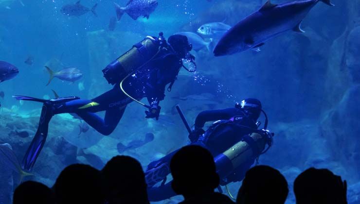 İstanbul Akvaryum’dan tüm çocuklara karne hediyesi