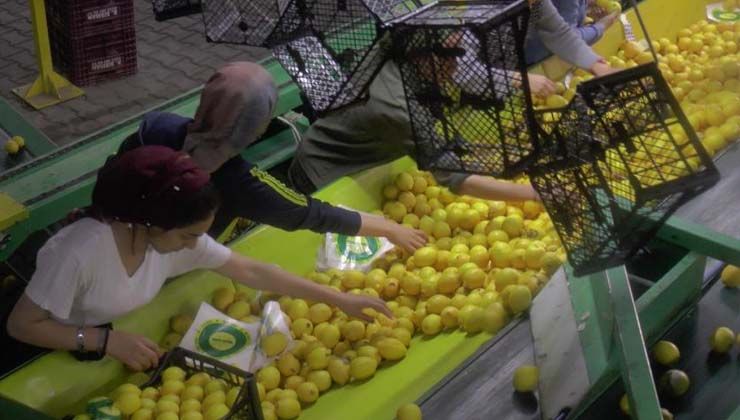 150 bin ton limon sevkiyatı devam ediyor