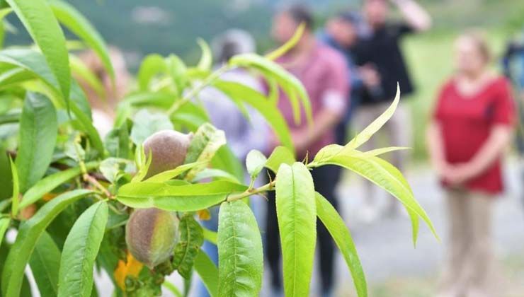 Destek verildi Samsunlu çiftçiler yeniden şeftali üretimine başladı